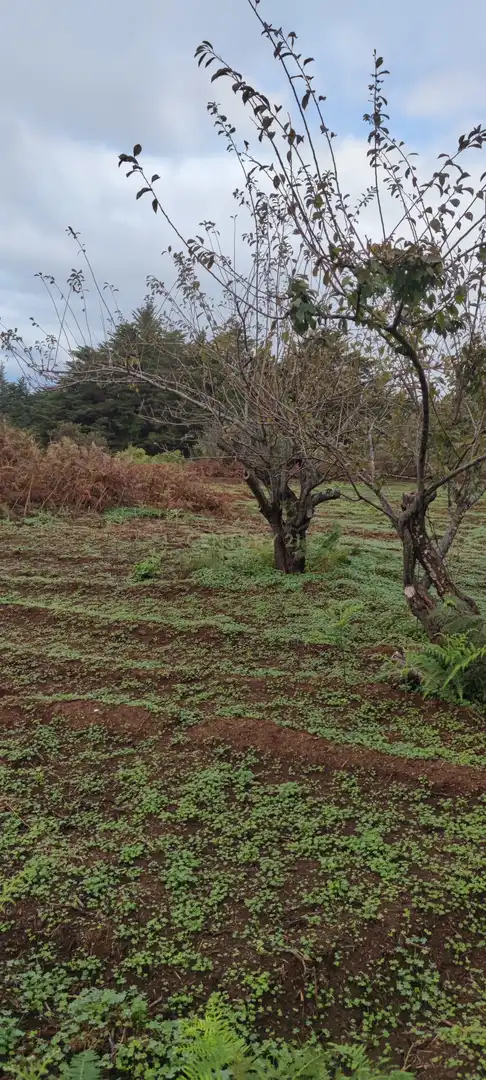 Terreny rústic en venda a Camino El Pozo, imagen 7