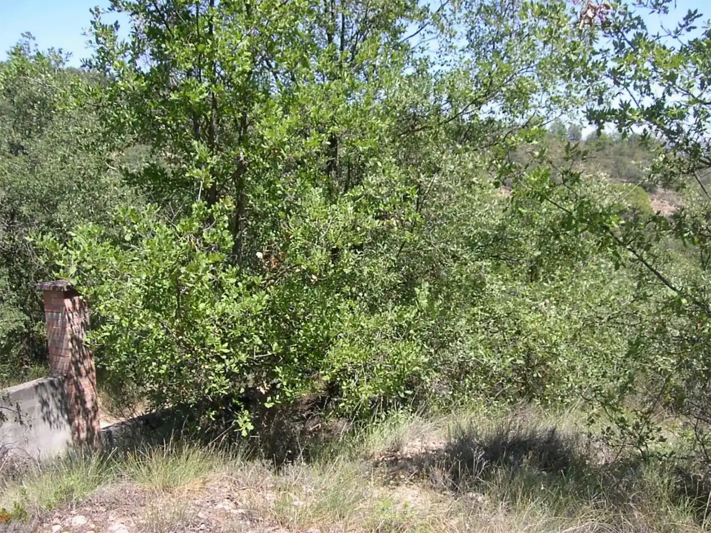 Terreno en venta en La Puebla de Castro