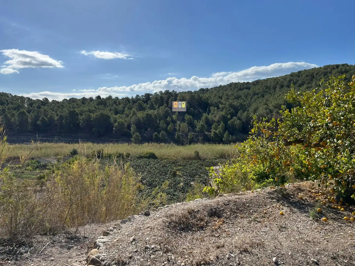 Finca rústica en venda a Callosa d'en Sarrià