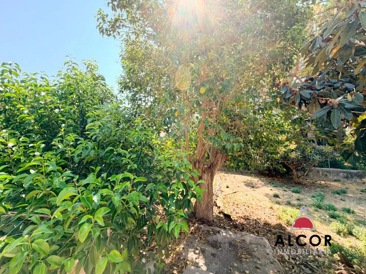 Lands and plots for sale in Alcalà de Xivert pueblo, imagen 5