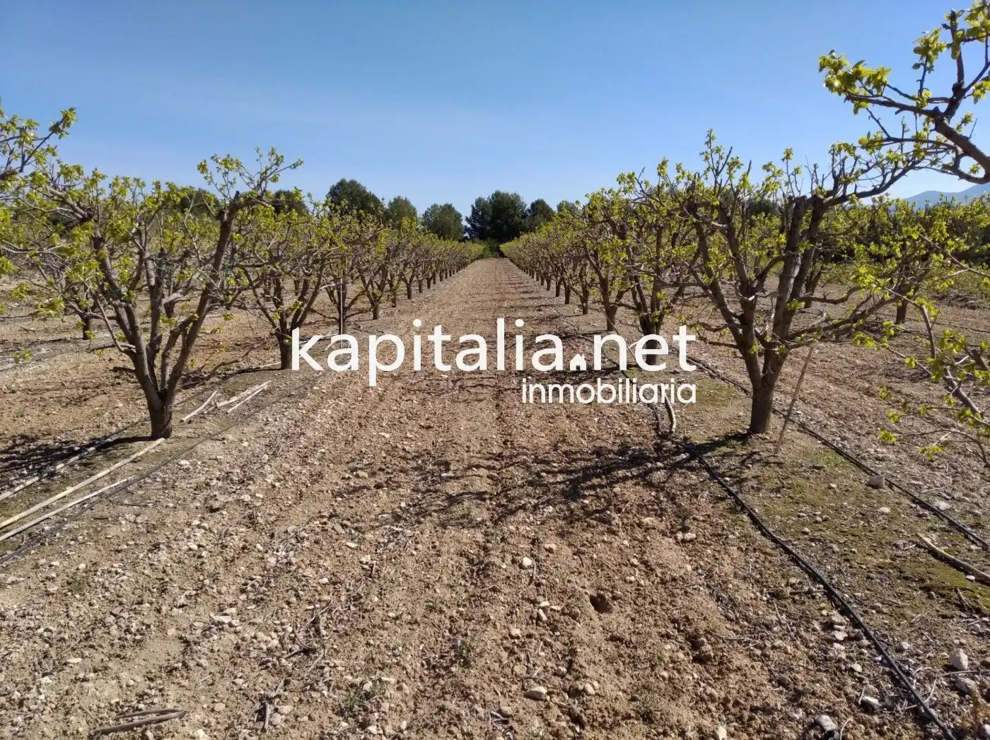 Casa o chalet en venta en Agullent