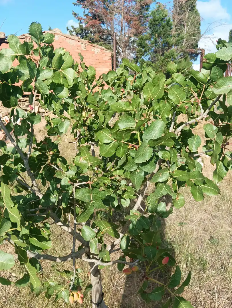 Jardín de Terreno en venta en Riudecols