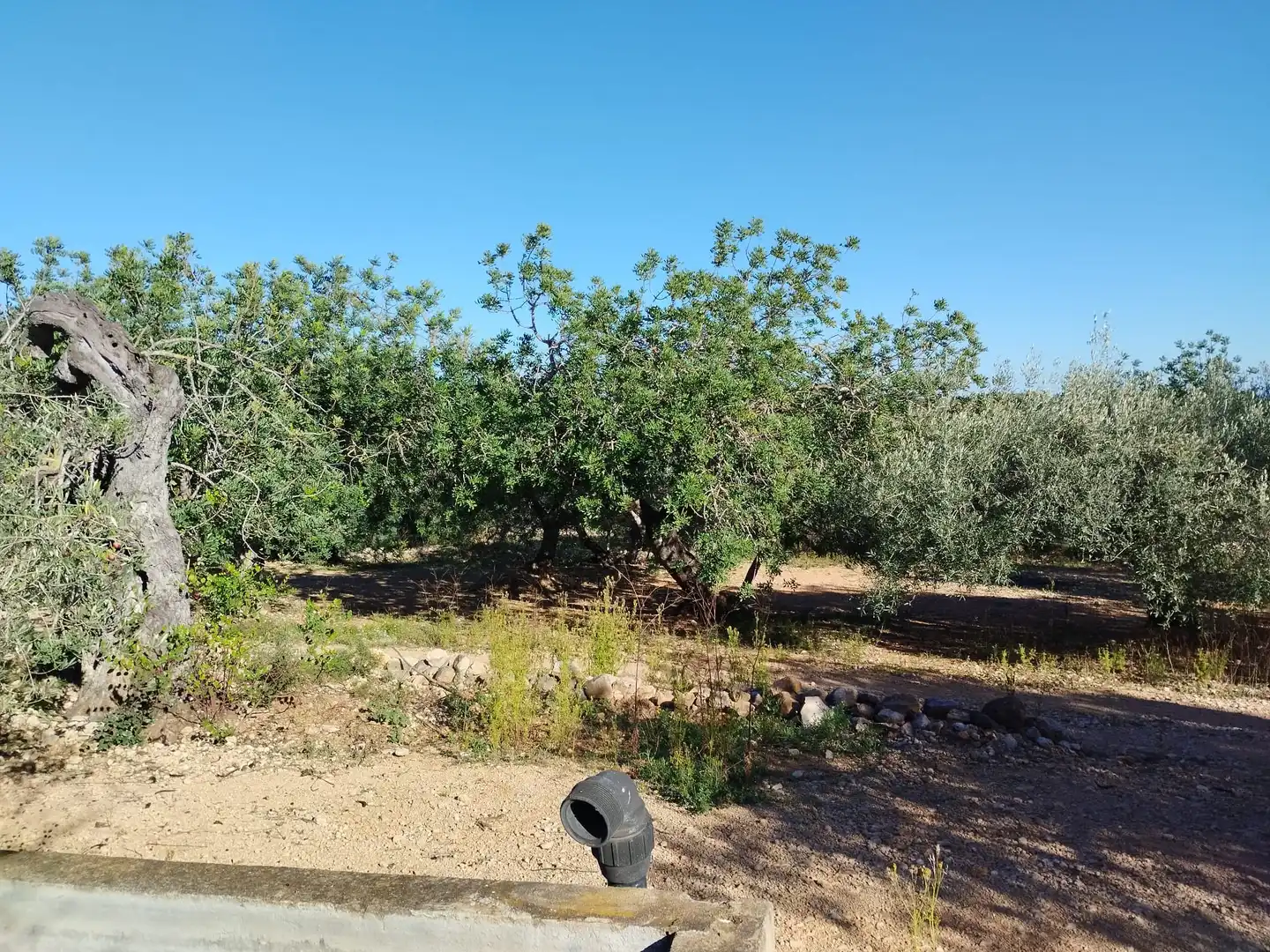 Terreno rustico in vendita a Carrer Camí del Llop 46, imagen 4