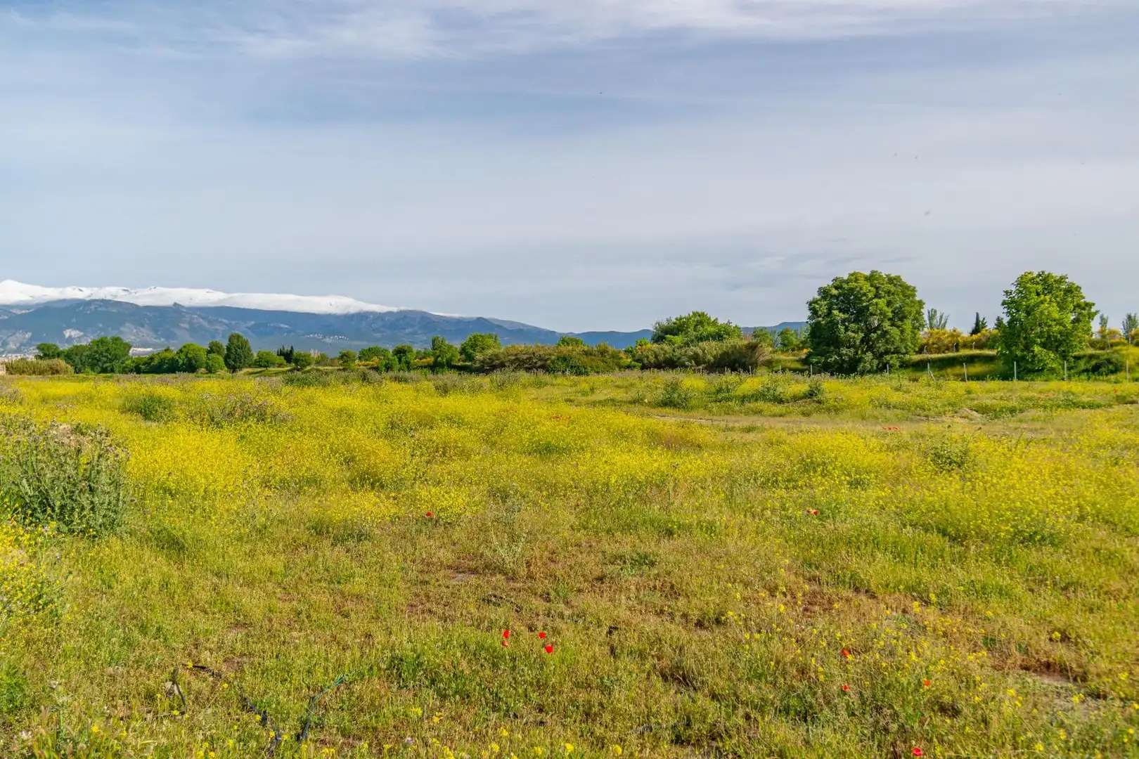 Lands and plots for sale in Polígono 9 Parcela 307 MARACHAT. GRANADA (GRANADA, imagen 30