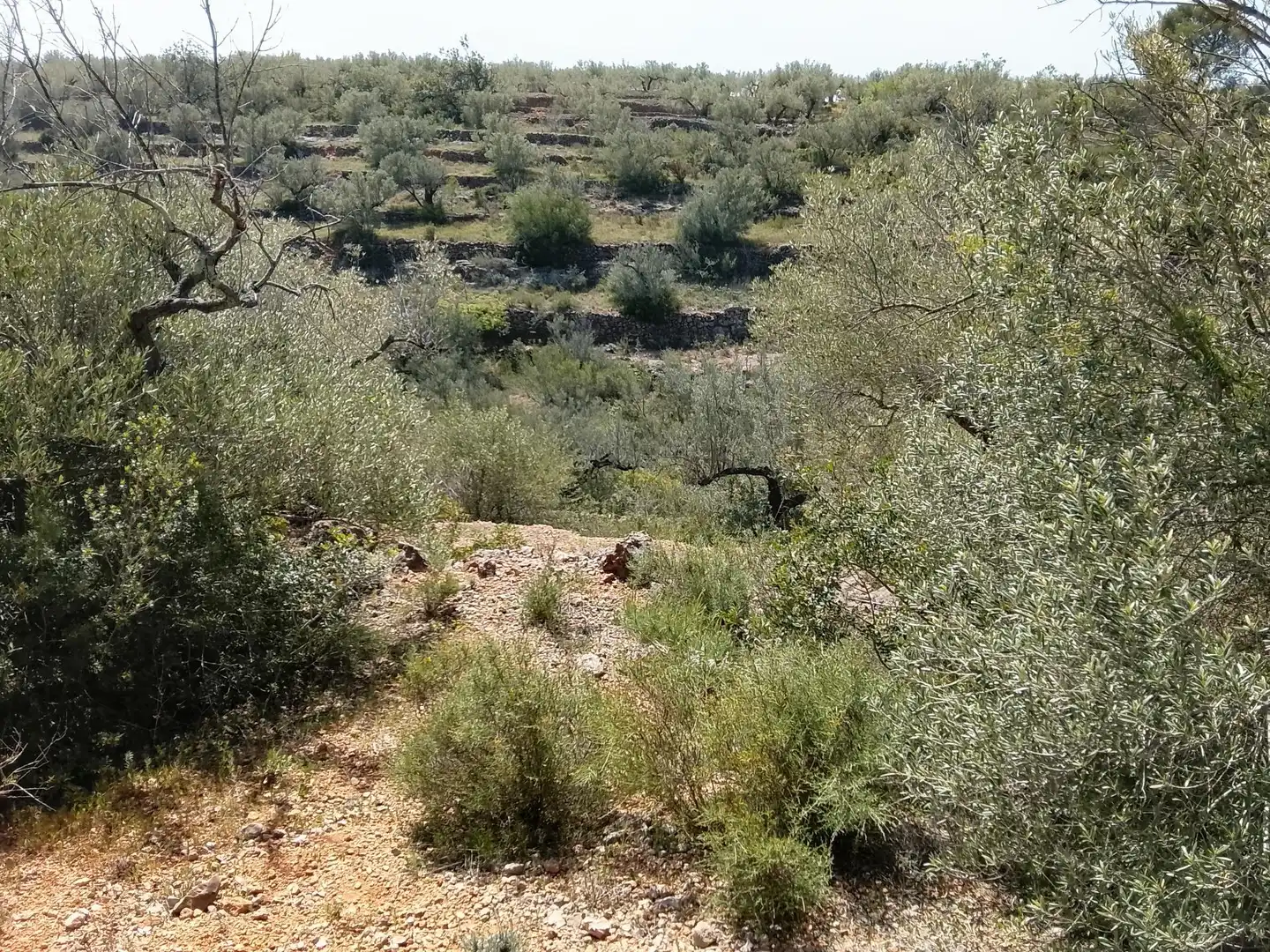 Rural land for sale in l'Aldea, imagen 8
