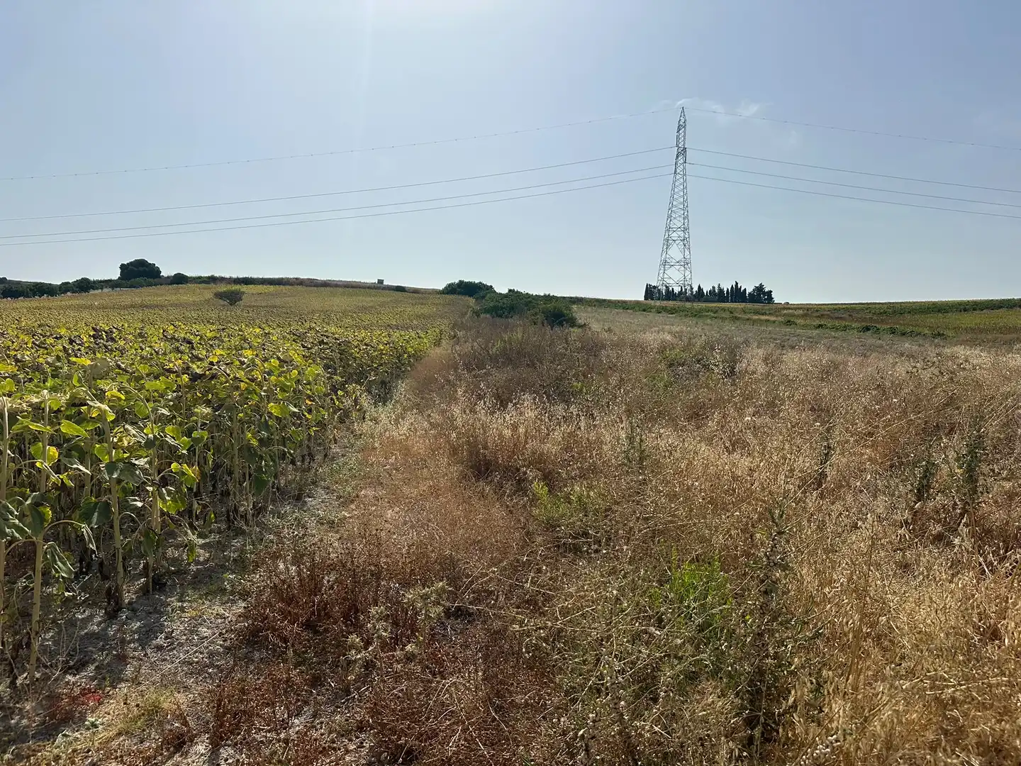 Rural land for sale in Los Franceses – La Vega, imagen 2
