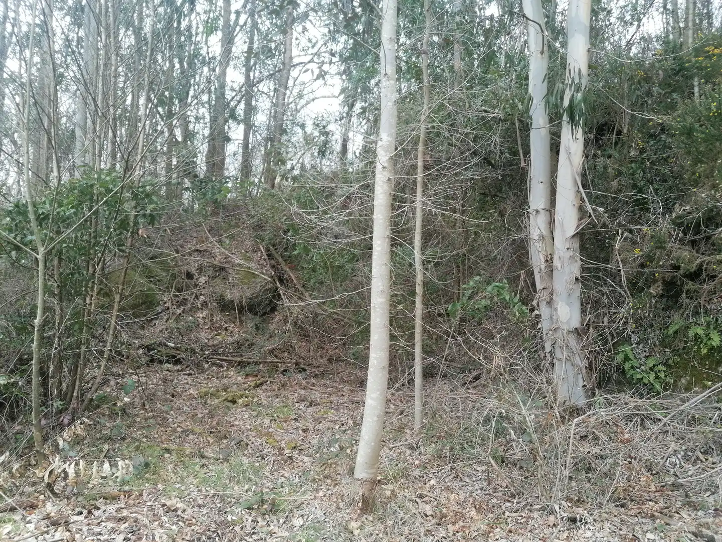 Casa rústica amb jardí en venda a Taboada, imagen 30