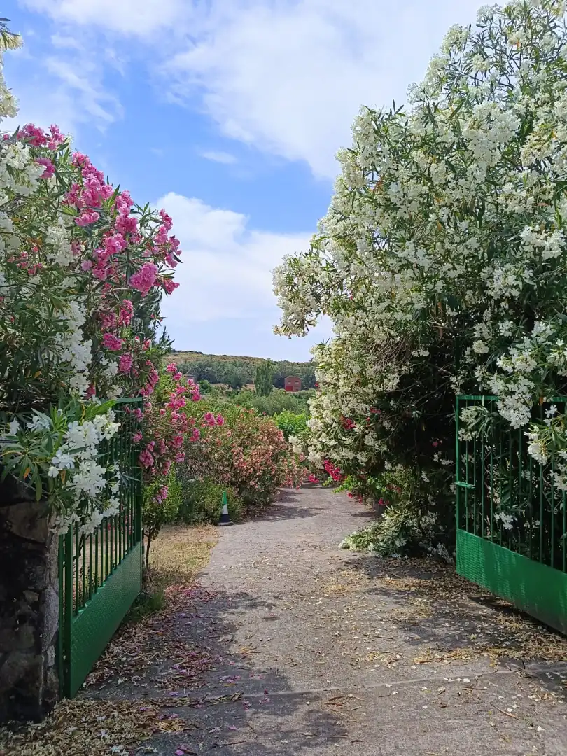 Garden of Land for sale in Jarandilla de la Vera