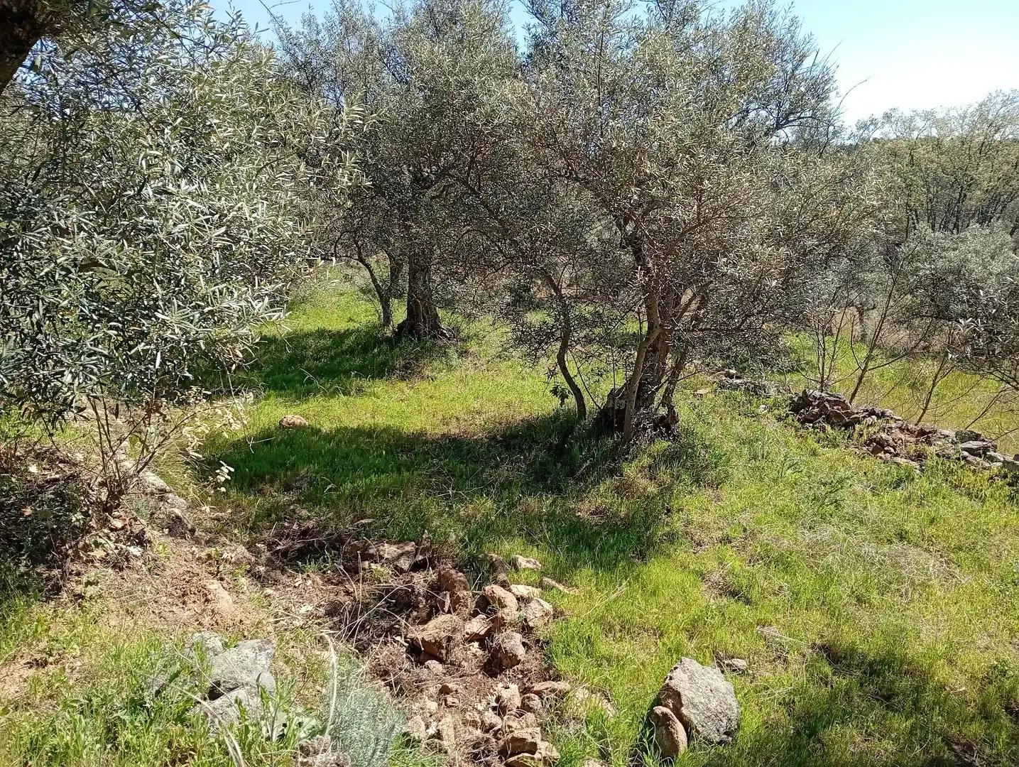 Terreni e lotti in vendita a Valverde de la Vera, imagen 34