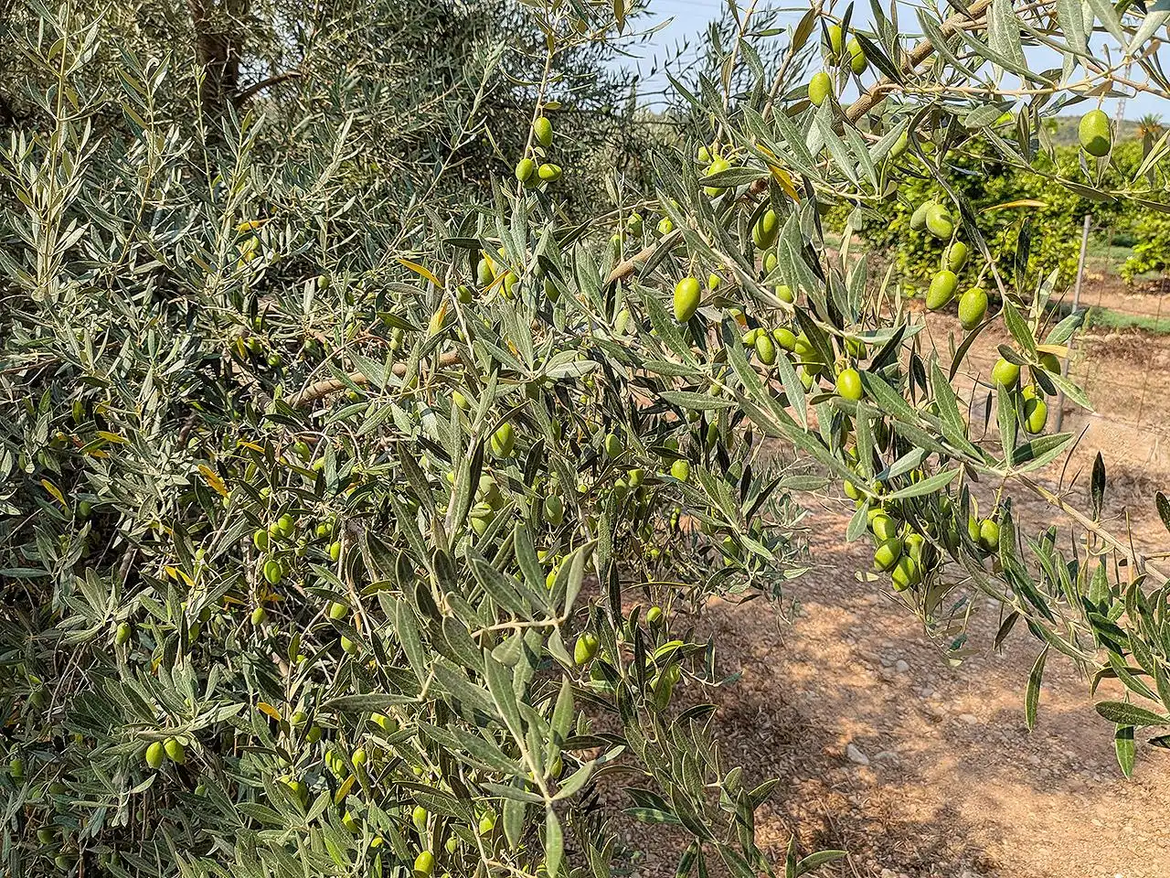 Jardí de Finca rústica en venda en Vinaròs amb Terrassa i Piscina
