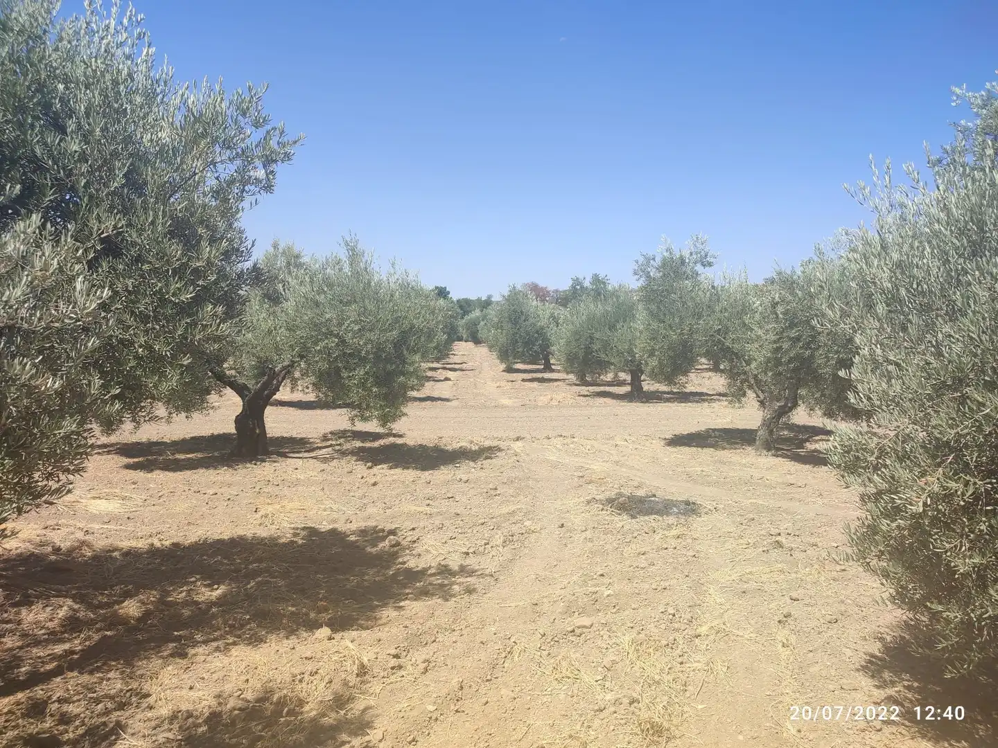 Rustikales Grundstück zum Verkauf in Cañete de las Torres, imagen 2