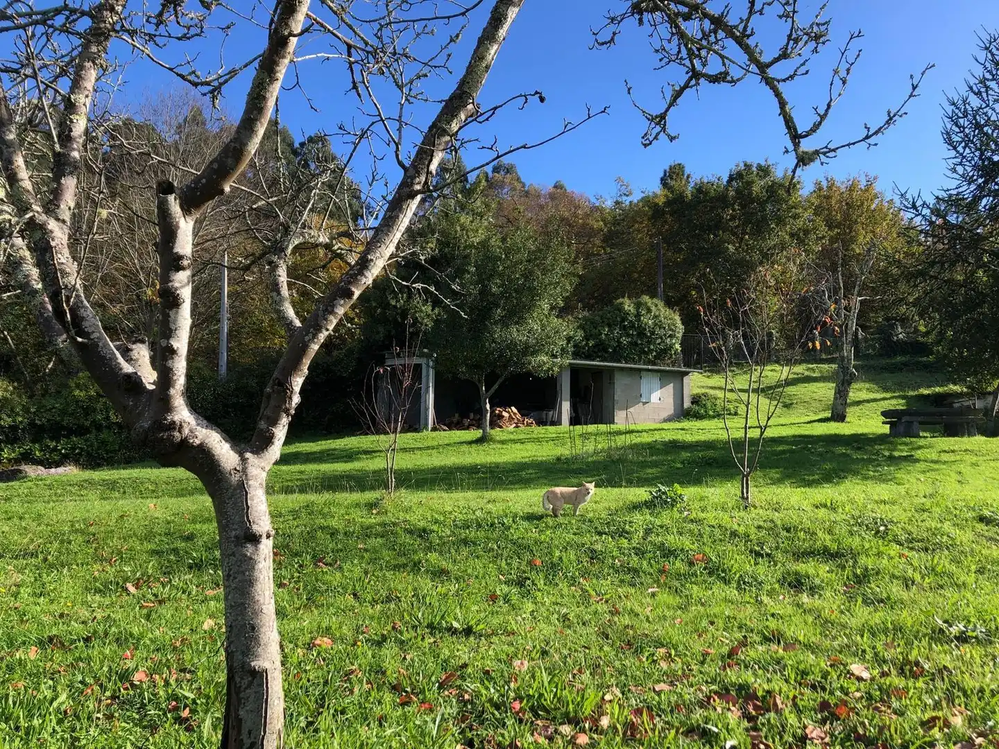 Jardín de Casa o chalet en venta en Caldas de Reis