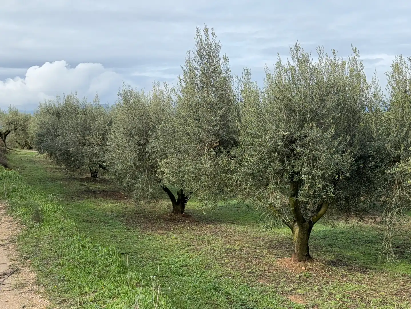 Terrain rustique à vendre à Camí de Vallmoll a Valls 17, imagen 4