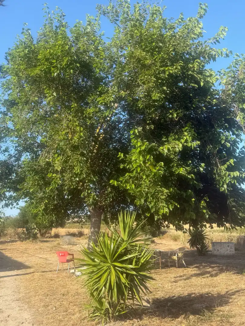 Finca rústica en venda en Sineu amb Terrassa