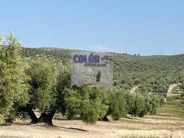 Rustikales Grundstück zum Verkauf in Martos