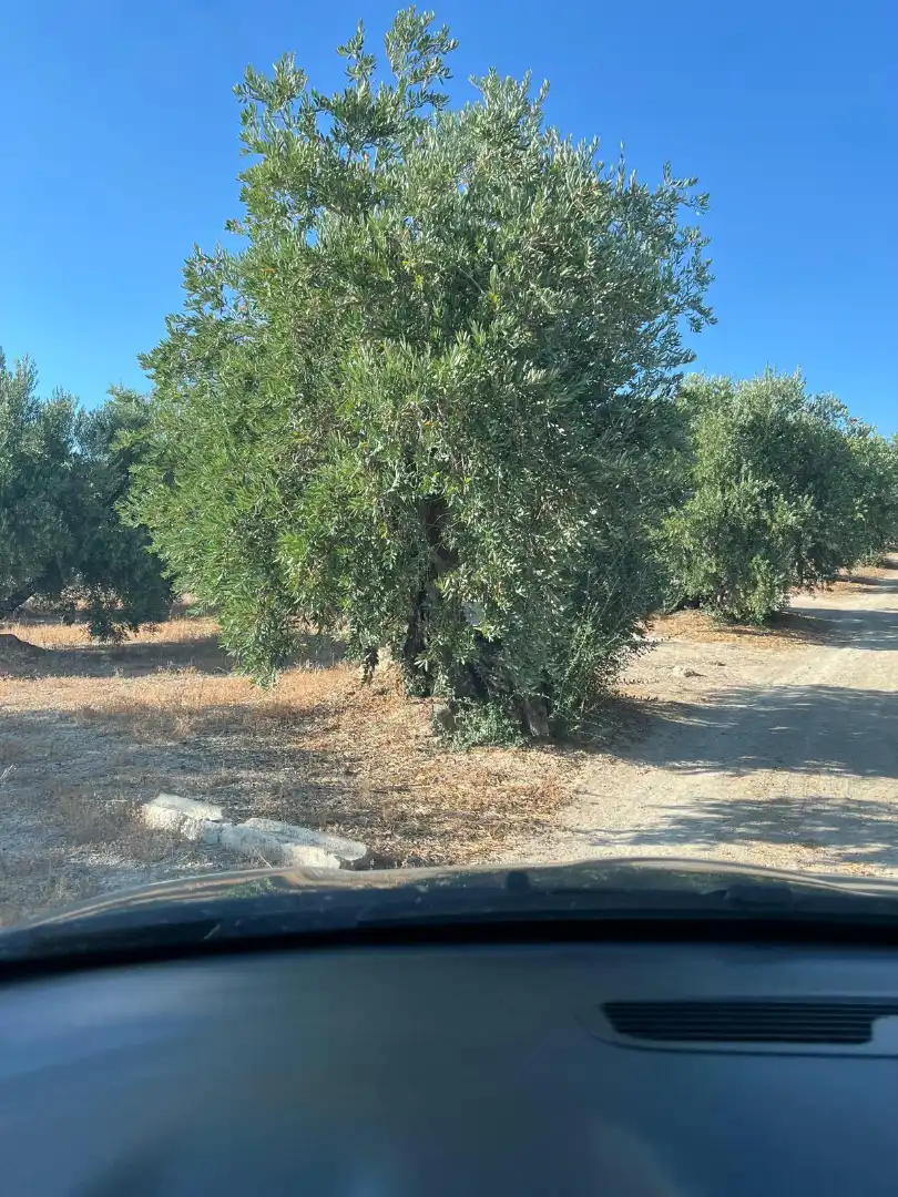 Terreny rústic en venda a Priego de Córdoba, imagen 8