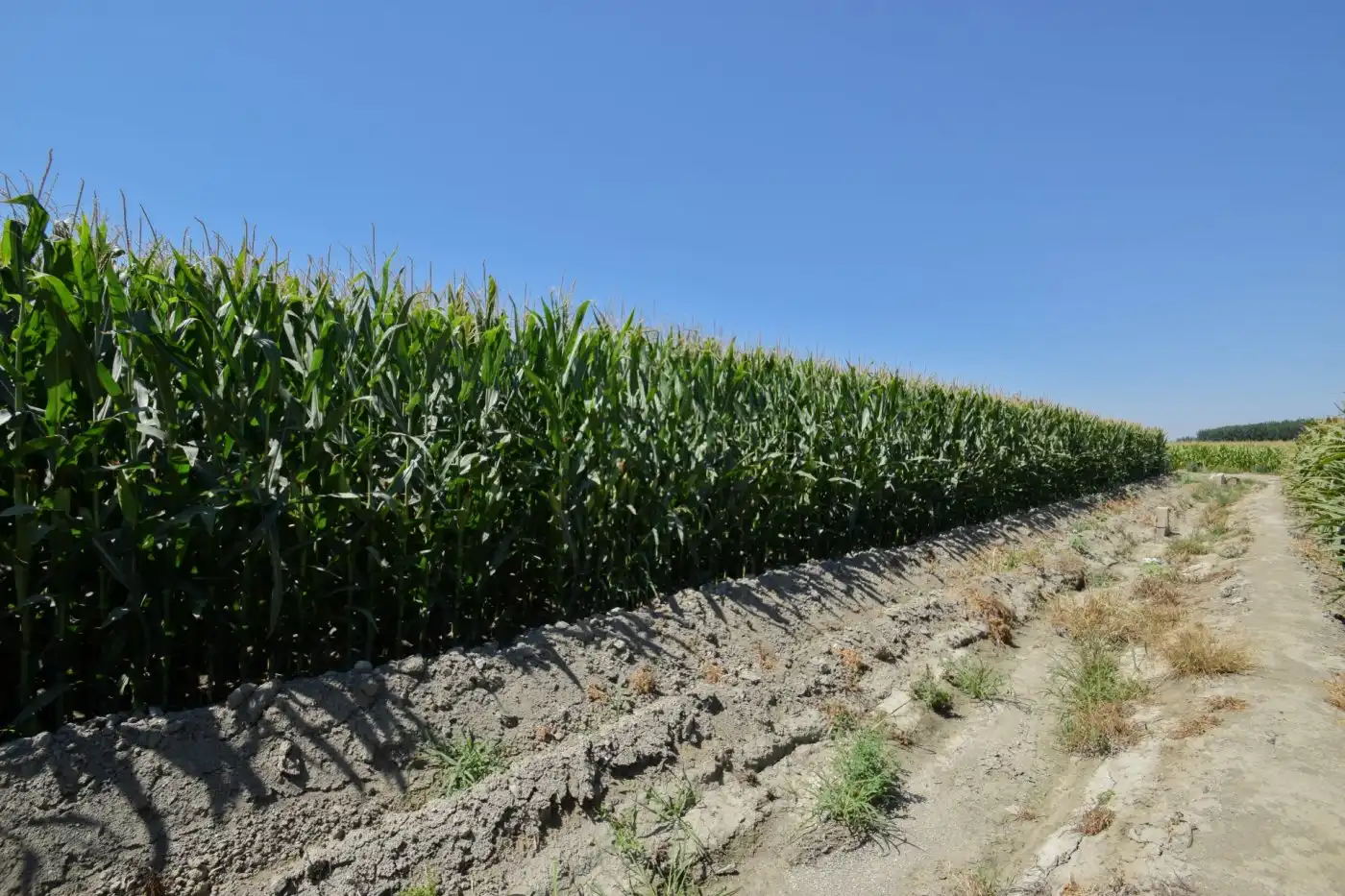 Rural land for sale in Calle PEREGRINA, imagen 3