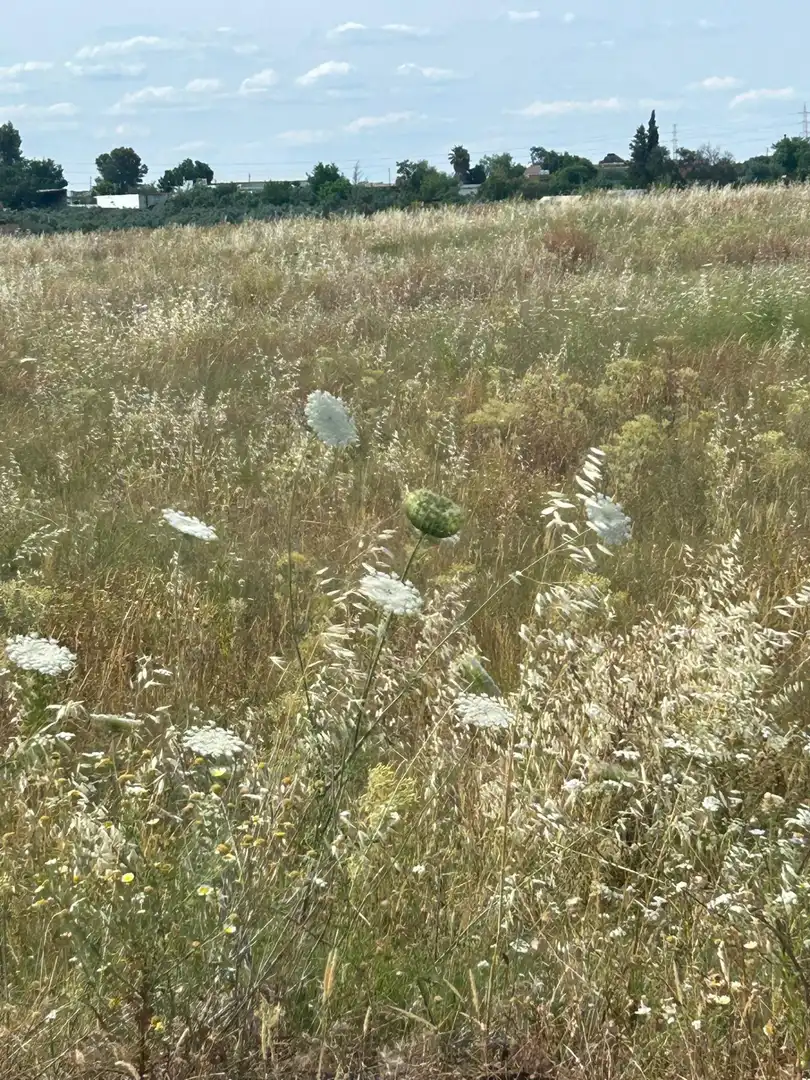 Finca rústica en venta en Alanís