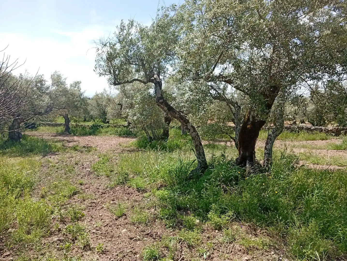 Terreni e lotti in vendita a Villanueva de la Vera, imagen 5