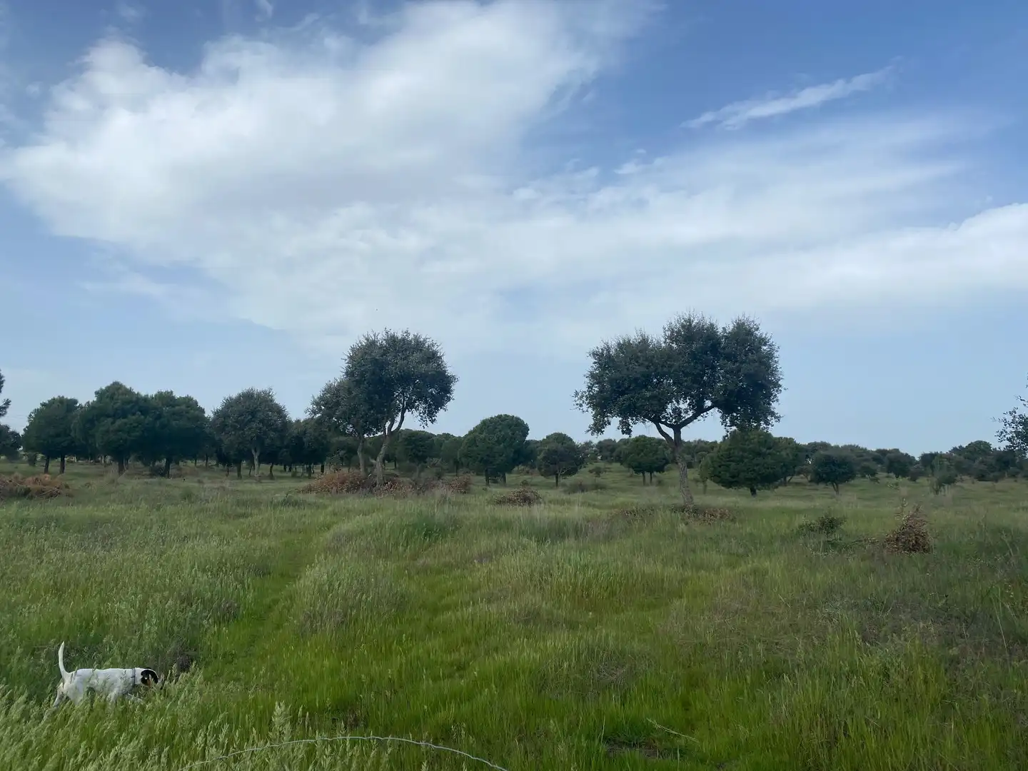 Land for sale in Oropesa