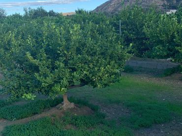 Terreno rustico in vendita a Pedanías Este