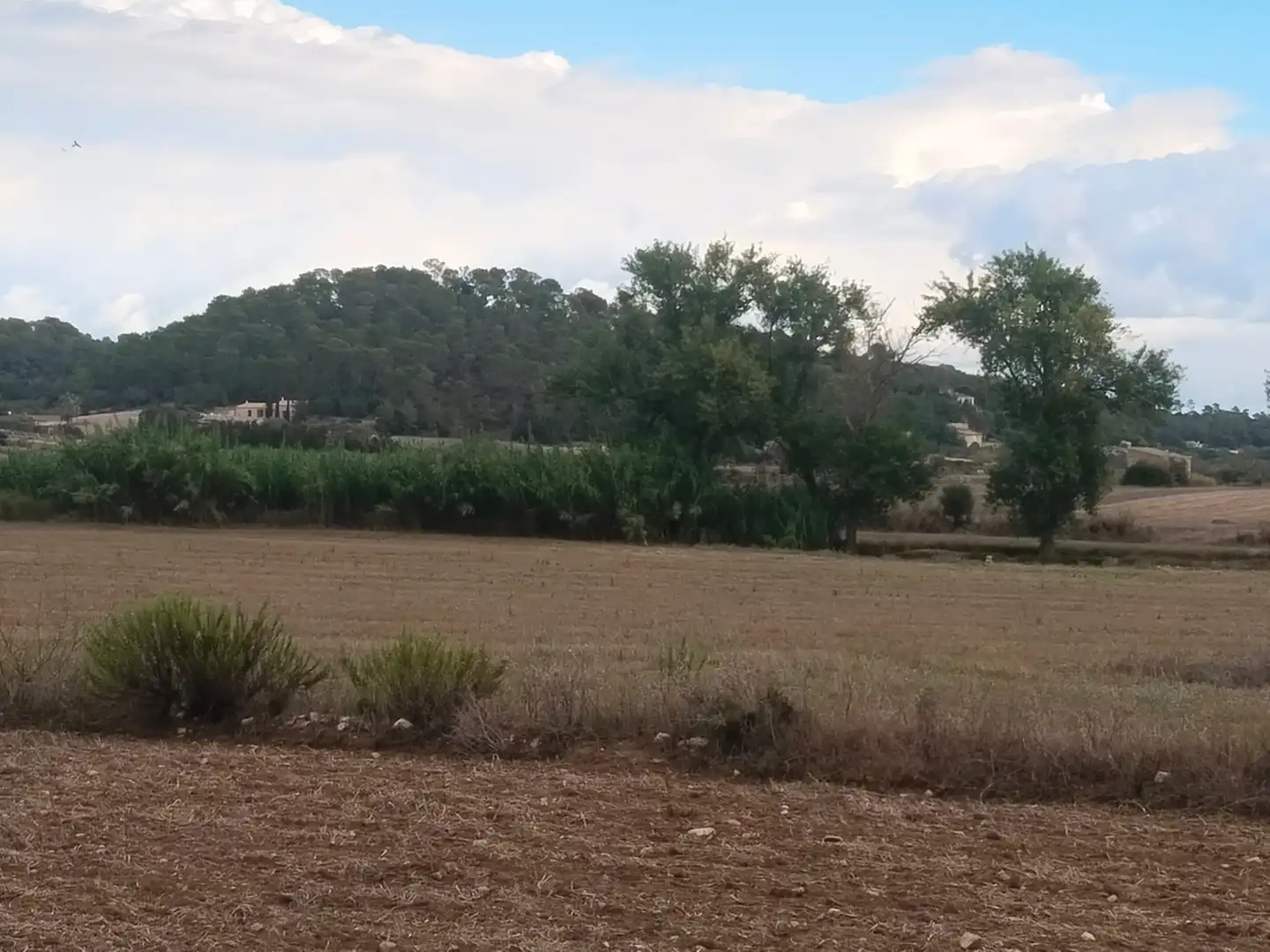 Terreno rustico in vendita a Sineu, imagen 8