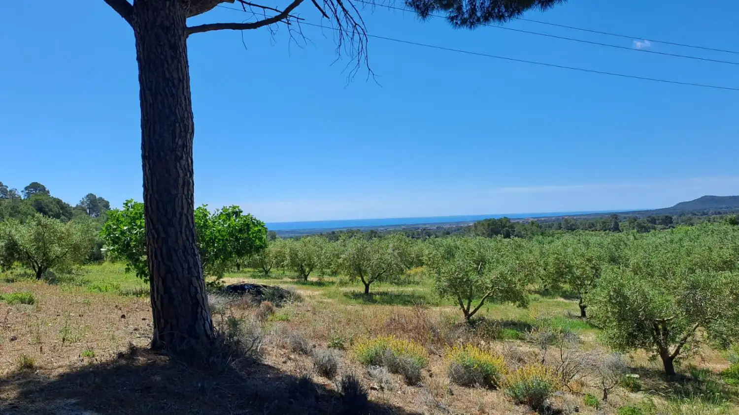Finca rústica en venda en Riudecanyes