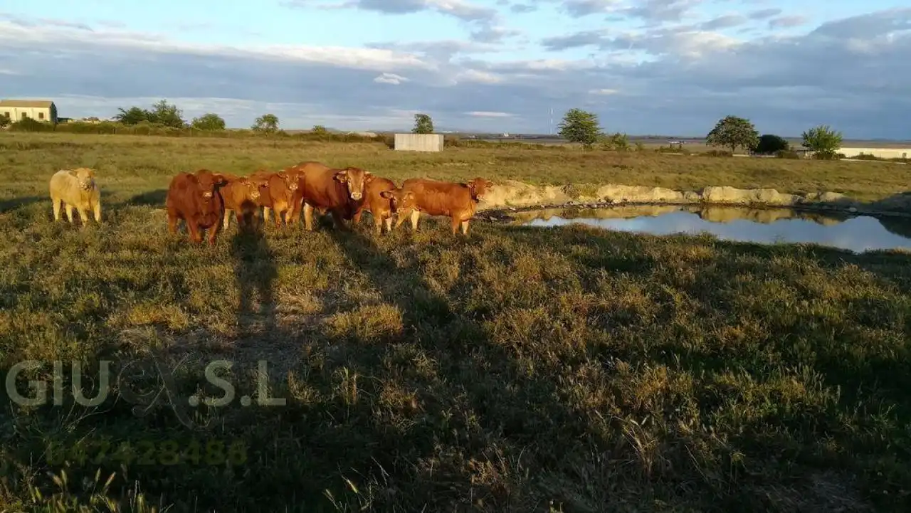 Terreni e lotti in vendita a Valdesalor - Rincón de Ballesteros