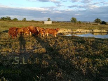 Terreny rústic en venda a Valdesalor - Rincón de Ballesteros