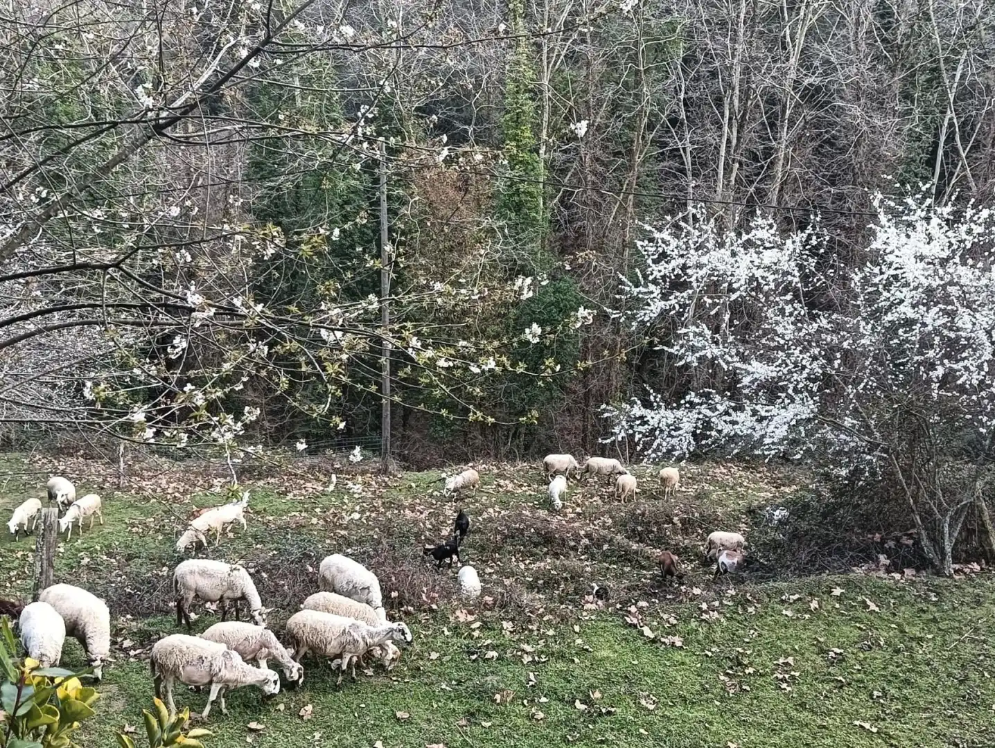 Finca rústica en venda a Vallgorguina