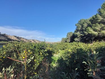 Terreny rústic en venda a Camino Camino Cañada Umbría