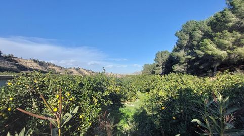 Terreno rustico de limoneros