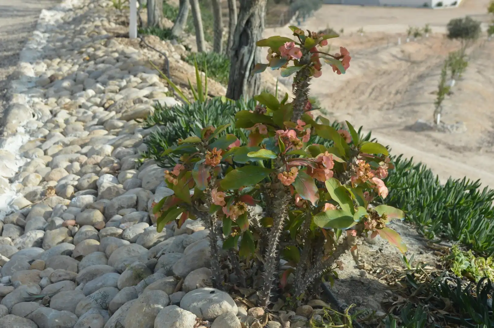Garten von Residential zum Verkauf in Las Torres de Cotillas