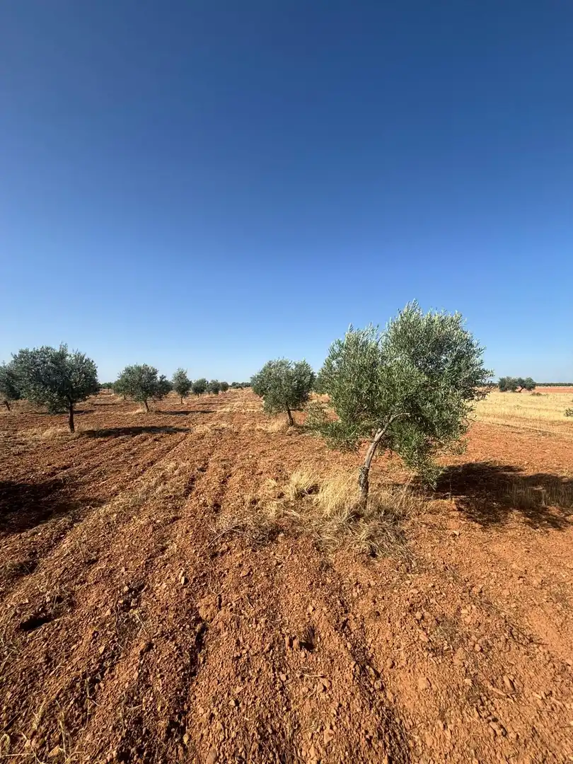 Rural land for sale in Valdepeñas, imagen 13