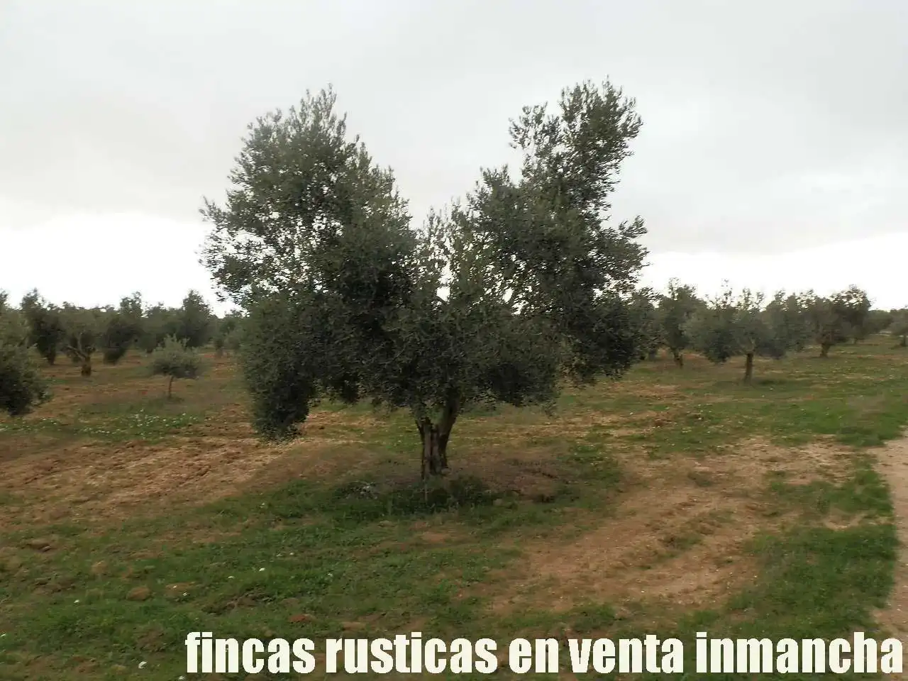 Terreno rustico in vendita a Campo de Criptana, imagen 7