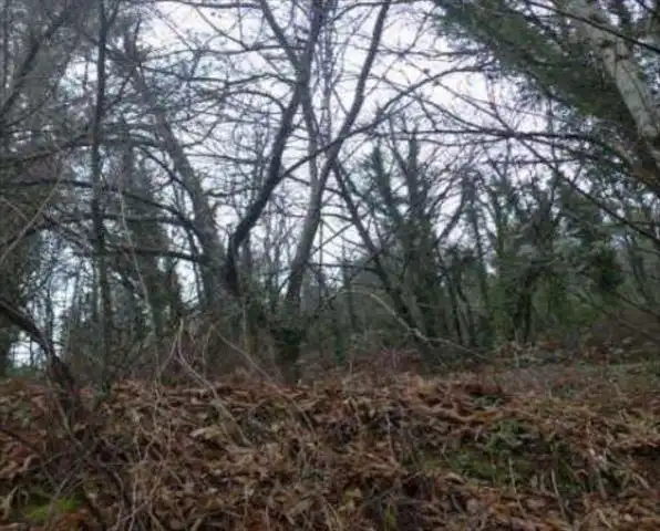 Land for sale in Salceda de Caselas