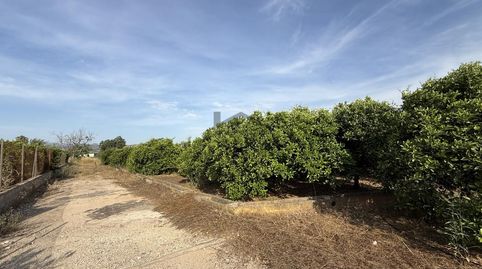 Terreno de naranjos con posibilidad de construir, immagine 4