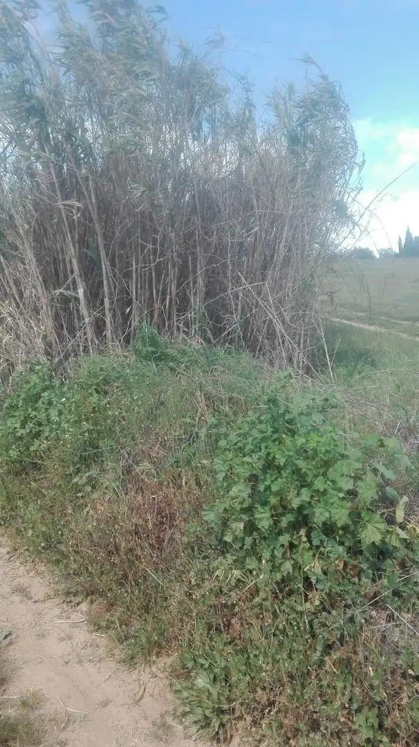 Finca rústica en venta en La Palma del Condado
