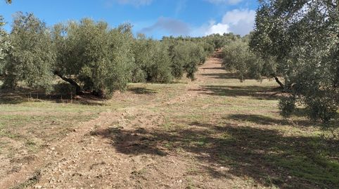 TERRENO CON NAVE, imatge 5