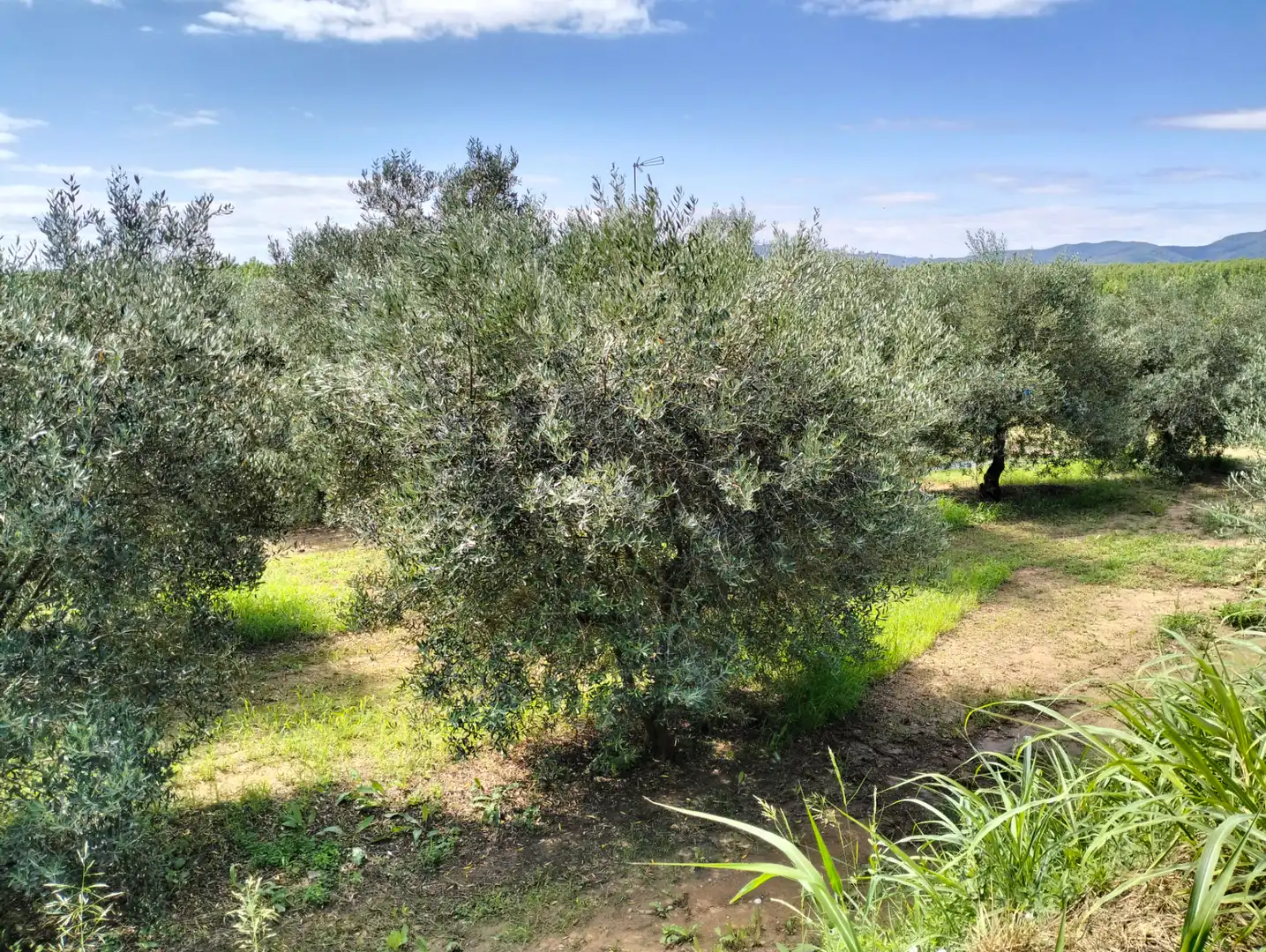 Casa o xalet en venda en Cervià de Ter amb Jardí privat, Terrassa i Balcó