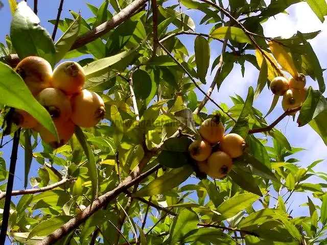 Jardín de Finca rústica en venta en Vallehermoso con Aire acondicionado, Calefacción y Jardín privado