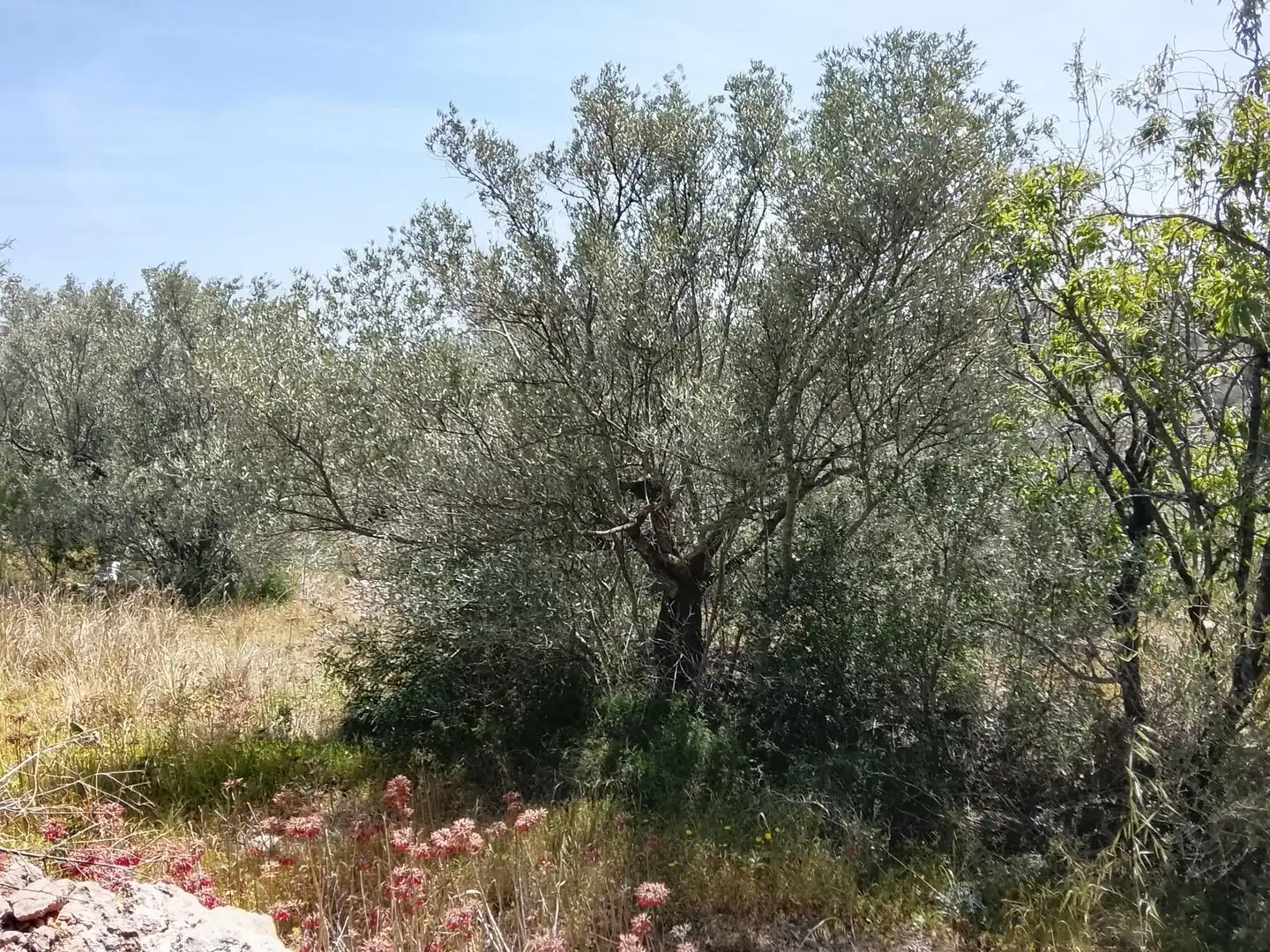 Rural land for sale in l'Aldea, imagen 3