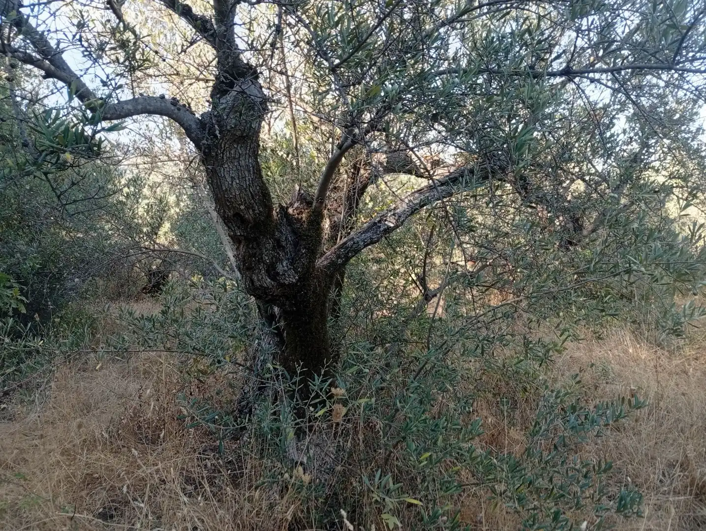 Terreni e lotti in vendita a Villanueva de la Vera, imagen 10