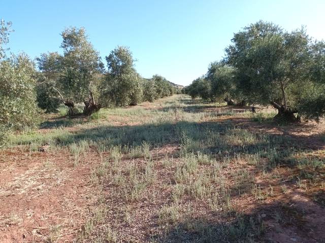 Terreno en Venta en Vilches
