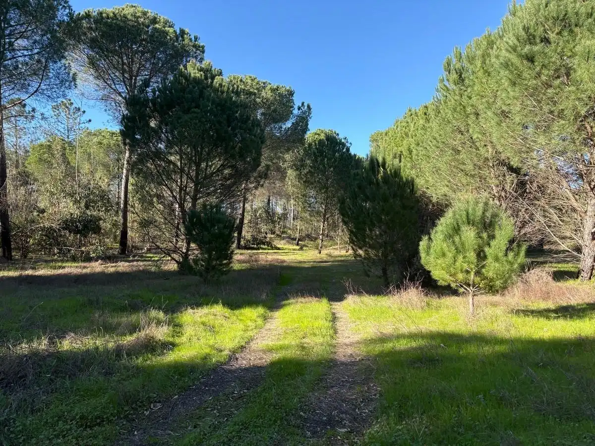 Terrenos y solares en venta en Rociana del Condado, imagen 6