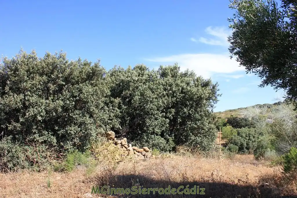 Finca rústica en venta en Montecorto