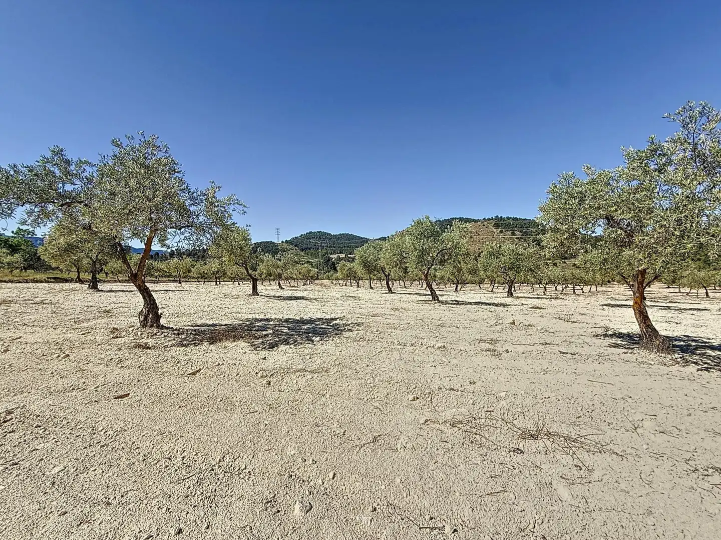 Terreno en venta en Biar