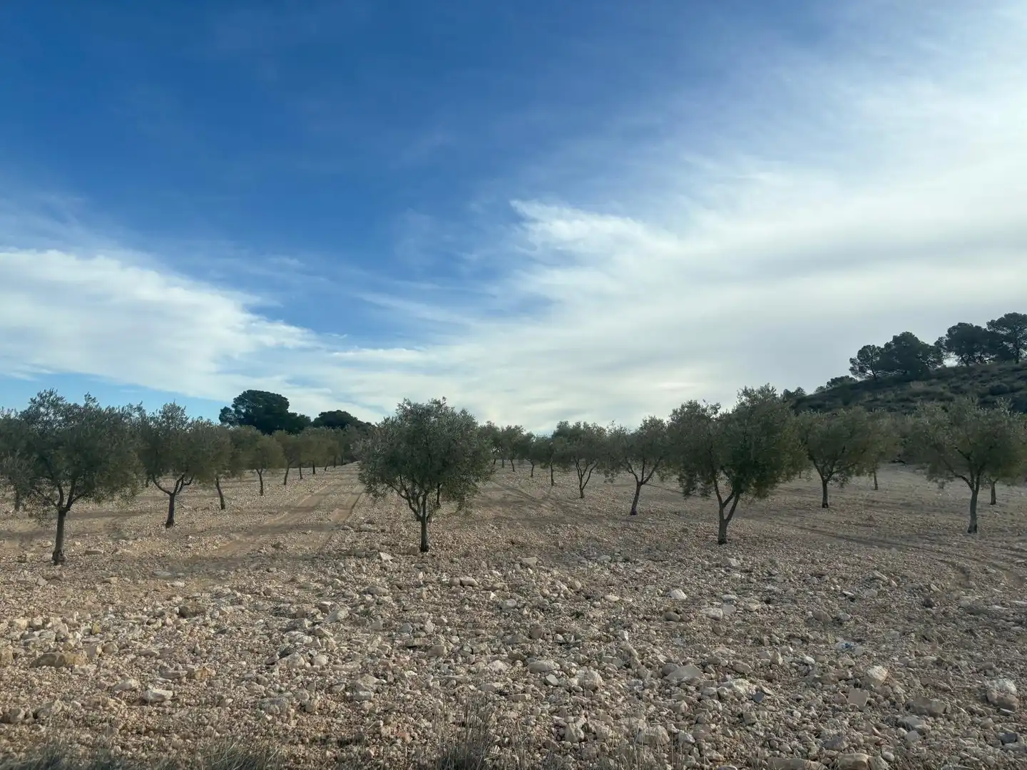 Finca rústica en venta en Ontur