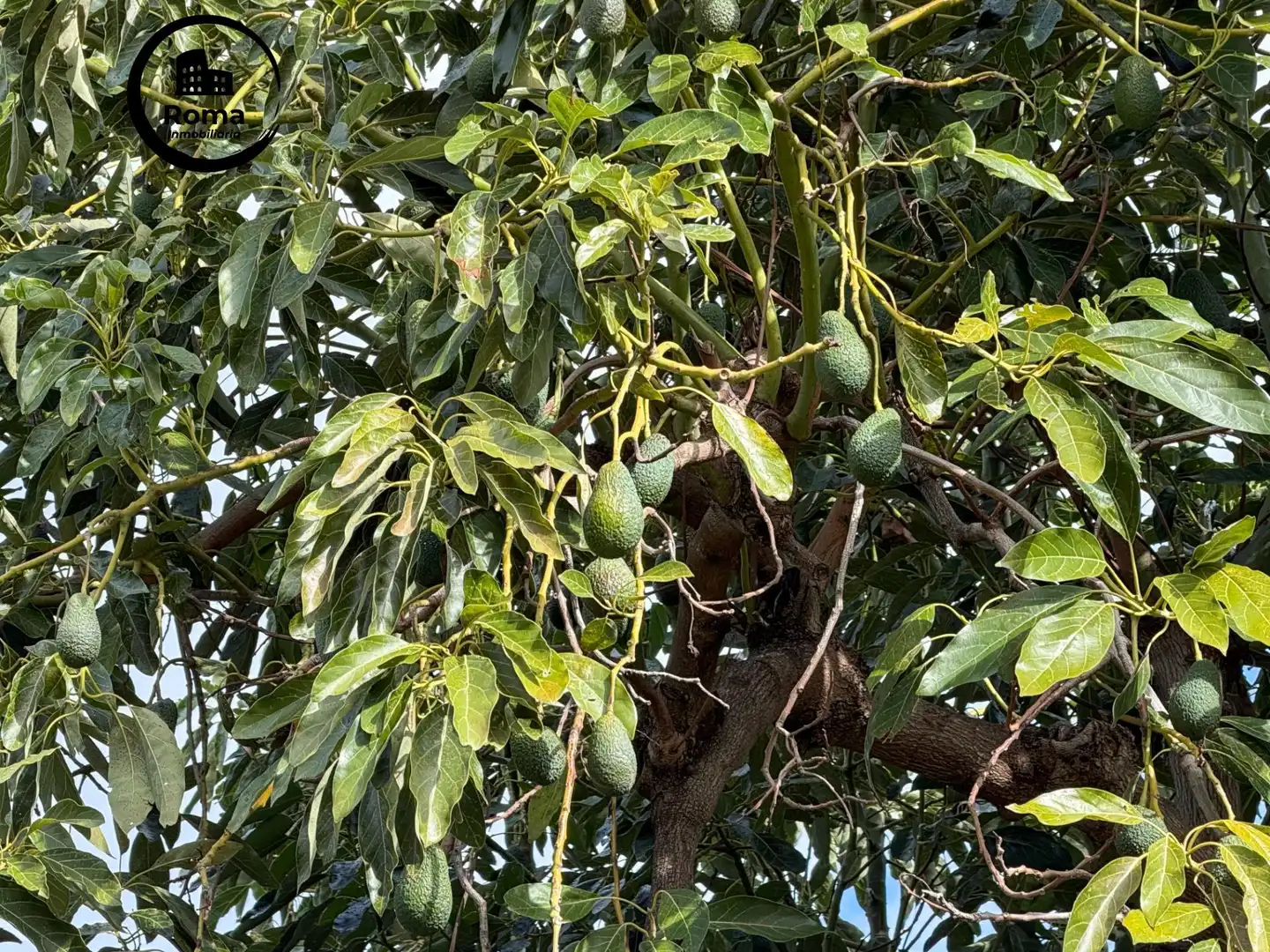 Jardí de Finca rústica en venda en Los Guájares amb Terrassa i Traster