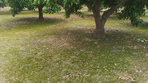 CAMPO NARANJOS EN FORN DE CARRASCOSA